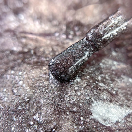 IQ BEAUTY Prolac #127 DRAGON INSTINCT 12,5мл Лак для ногтей с биокерамикой металлик